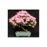 Tohumcumm 5 Adet Tohum Bodur Bonsai Gülibrişim Ağacı Tohumu Bonzai Tohumu