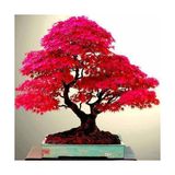 Tohumcumm 5 Adet Tohum Bodur Bonsai Japon Red Maple Ağacı Bonzai Tohumu