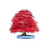 Tohumcumm 5 Adet Tohum Bodur Bonsai Kırmızı Japon Red Maple Ağacı Bonzai Tohumu Süpriz Hediye Bonsai Tohumu