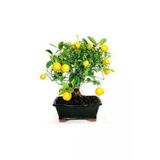 Tohumcumm 5 Adet Tohum Bodur Bonsai Limon Ağacı Tohumu Italyan Limon Seti Saksı Toprak Sürpriz Hediye Tohum