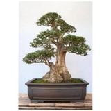 Tohumcumm 5 Adet Tohum Bodur Bonsai Lübnan Sediri Ağacı Bonzai Tohumu Saksı Toprak Hediyelidir