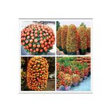 Tohumcumm 5 Adet Tohum Bodur Bonsai Mandalina Tohumu Bonzai Ağacı Tohum