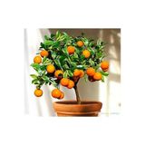 Tohumcumm 5 Adet Tohum Bodur Bonsai Washington Portakal Ağaç Tohumu Bonsai Toprakal Ağacı Saksı Toprak Hediye
