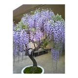 Tohumcumm 5 Adet Tohum Bodur Jakaranda Bonsai Ağacı Tohumu