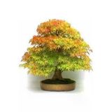 Tohumcumm 5 Adet Tohum Çınar Ağacı Tohumu Sürpriz Hediye Bonsai Ağacı Tohumu