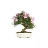 Tohumcumm 5 Adet Tohum Gülübirişim Bonsai Ağaç Tohumu Muhteşem Çiçeği Ve Kokusu Ile Özel Ağaç Sürpriz Hediye