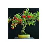 Tohumcumm 5 Adet Tohum Nadir Ateş Dikeni Bonsai Ağaç Tohumu Ateş Diken Tohum Saksı Toprak Hediyemizdir