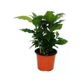 Tohumcumm 5 Adet Tohum Nadir Bonsai Bulunan Kahve Ağacı Tohumu Kahve Ağaç Tohum Hediye Tohumlu
