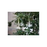 Tohumcumm 5 Adet Tohum Nadir Bulunan Beyaz Angel Trumpet Çiçeği Meleklerin Borozanı Çiçeği Sürpriz Hediye Tohu