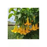 Tohumcumm 5 Adet Tohum Nadir Bulunan Pembe Angel Trumpet Çiçeği Meleklerin Borozanı Çiçeği Sürpriz Hediye Tohu
