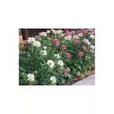 Tohumcumm 5 Adet Tohum Nadir İthal Pembe Leylak Çiçeği Tohumu Leylak Çiçeği Tohumu Saksı Toprak Hediye