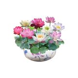 Tohumcumm 5 Adet Tohum Nadir Katmerli Bodur Karışık Lotus Çiçeği Tohumu Japon Nilüfer Lotus Tohum