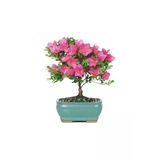 Tohumcumm 5 Adet Tohum Nadir Organik Orkide Ağacı Bonsai Tohumu Mis Kokulu Pembe Orkide Ağaç Tohum