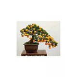 Tohumcumm 5 Adet Tohum Organik Bahçe Şeker Pare Kayısı Bonsai Ağaç Tohumu Saksılık Saksı Toprak Hediye