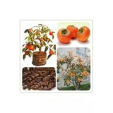 Tohumcumm 5 Adet Tohum Organik Trabzon Bal Hurma Tohumu Trabzon Hurması Bonsai