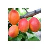 Tohumcumm 5 Adet Tohum Şekerpare Kayısı Bodur Bonsai Ağaç Tohumu Organik Sürpriz Hediye Tohum