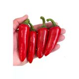 Tohumcumm 50 Adet Meksika Biberi Tohum Zehir Acı Meksika Biberi Tohumu Jalapeno Jalepeno Saksı Toprak Hediyeli