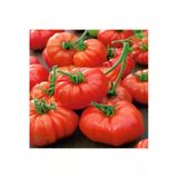 Tohumcumm 50 Adet Tohum Erkenci Iri Marmande Domates Tohumu Domates Tohumu Sürpriz Hediye Tohumludur