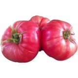 Tohumcumm 50 Adet Tohum Nadir İri Pembe Oturak Köy Bulgar Domatesi Tohumu Bulgar Pembe Domates Tohum - 1 Paket