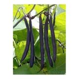 Tohumcumm 50 Adet Tohum Nadir Organik Olive Bean İthal Siyah Fasulye Tohumu Taze Tohum Hediye Tohumludur