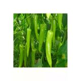 Tohumcumm 50 Adet Tohum Zehir Acı Nadir Çarliston Koyu Acı Çarliston Charliston Biberi Tohumu Hediye Tohum