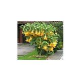 Tohumcumm Angel Trumpet Çiçeği Tohumu Melek Borozanı Çiçek Tohumu 5 Adet