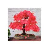 Tohumcumm Bodur Bonsai Acer Rubrum Ağacı Tohumu Kırmızı Akçaağaç Tohumu 5 Adet Tohum