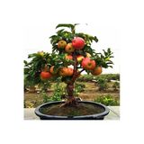 Tohumcumm Bodur Bonsai Elma Ağacı Tohumu Elma Tohumu 5 Tohum