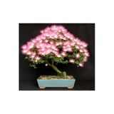 Tohumcumm Bodur Bonsai Gülibrişim Ağacı Tohumu 5 Tohum + Ekim Seti + Toprak + Saksı
