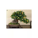 Tohumcumm Bodur Bonsai Kayısı Ağacı Tohumu Bonzai Ağacıtohumu 2 Adet Tohum