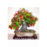 Tohumcumm Bodur Bonsai Kiraz Ağacı Tohumu 5 Tohum