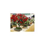 Tohumcumm Bodur Bonsai Kırmızı Gül Ağacı Tohumu Bonzai Gül Tohumu 5 Tohum