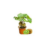 Tohumcumm Bodur Bonsai Kivi Ağacı Tohumu Yeşil Tatlı Kivi Ağacı Tohumu 5 Adet Tohum