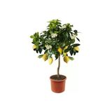 Tohumcumm Bodur Bonsai Limon Ağacı Tohumu 5 Adet Tohum + Saksı Toprak + Sürpriz Hediye Tohum