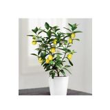 Tohumcumm Bodur Bonsai Limon Ağacı Tohumu 5 Adet Tohum