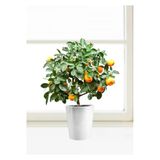 Tohumcumm Bodur Bonsai Mandalina Ağacı Tohumu Mandalin Ağacı Tohumu 5 Adet Tohum + Toprak + Saksı