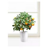 Tohumcumm Bodur Bonsai Mandalina Ağacı Tohumu Mandalin Ağacı Tohumu 5 Adet Tohum