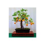 Tohumcumm Bodur Bonsai Portakal Ağacı Tohumu Bonsai Portakal Ağacı Tohumu 3 Adet Tohum