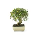 Tohumcumm Bodur Bonsai Zeytin Ağacı Tohumu 3 Adet Tohum