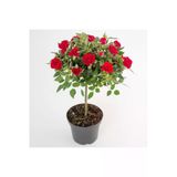 Tohumcumm Bodur Kırmızı Gül Bonzai Ağacı Tohumu 5 Adet Tohum Bonsai Ağaç Tohumu