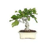 Tohumcumm Bonsai Yeşil Incir Ağacı Tohumu 5 Adet Tohum