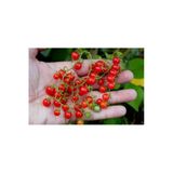 Tohumcumm Çeri Domates Tohumu Ithal Cherry Minik Bezelye Domates Tohumu 10 Adet Tohum