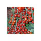 Tohumcumm Çeri Domates Tohumu Minik Domates Tohumu 10 Tohum + Saksı + Toprak