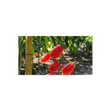 Tohumcumm Cherry Domatesi Tohumu Üzüm Domates Tohumu 10 Tohum + Hediye Tohum