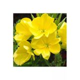 Tohumcumm Ezan Çiçeği Tohumu Çiçek Tohumu 10 Adet Tohum