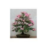 Tohumcumm Gülibrişim Bonzai Ağacı Tohumu 5 Adet Bonsai Ağacı Tohumu