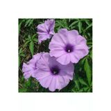Tohumcumm Ipomea Palmata Sarmaşık Çiçeği Tohumu 5 Tohum + Sürpriz Hediye Tohum