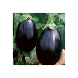 Tohumcumm Iri Dev Patlıcan Tohumu Ithal Dev Patlıcan Tohumu 15 Adet Tohum