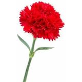Tohumcumm Karanfil Çiçeği Tohumu Kırmızı Karanfil Tohumu 10 Adet Tohum