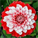 Tohumcumm Karışık Yıldız Çiçeği Tohumu Dahlia Çiçeği Tohumu 10 Adet Tohum